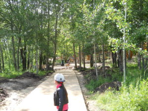 Деревянные тротуары в лесопрке