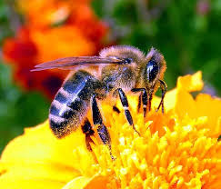 Пчелы - щедрый подарок от Аллаха и Его забота о нас