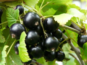 Уже созрела ценная для здоровья ягода - черная смородина.